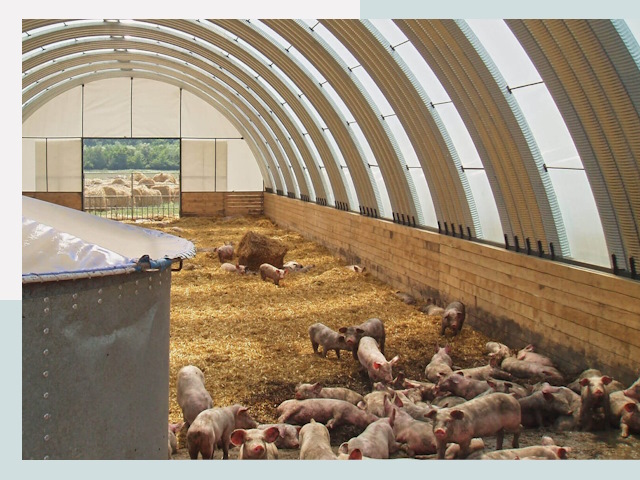 Строительство свинарников в бору