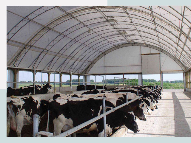 Тентовые коровники в бору